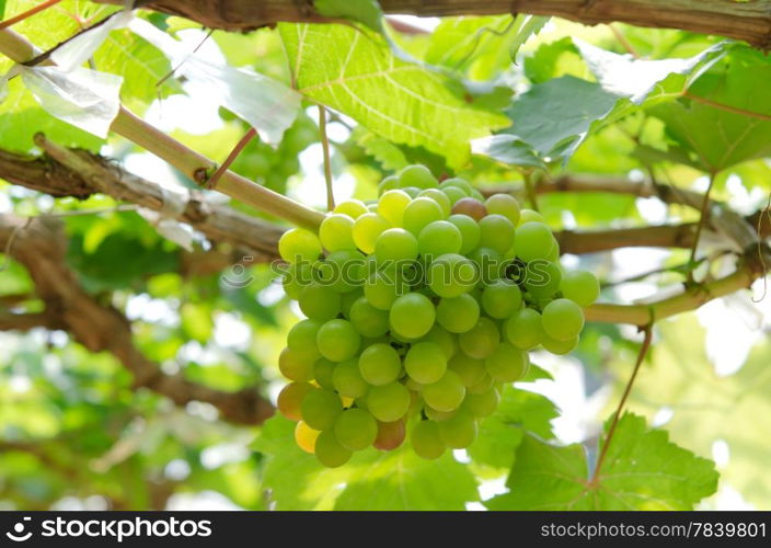 green grapes with green leaves on the vine. fresh fruits. grapes