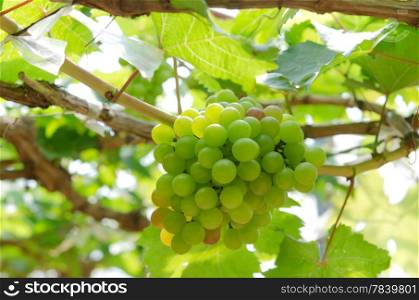 green grapes with green leaves on the vine. fresh fruits. grapes