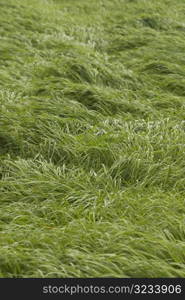 Green grass