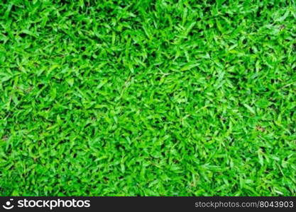 Green grass