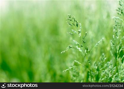 green grass a blurred background