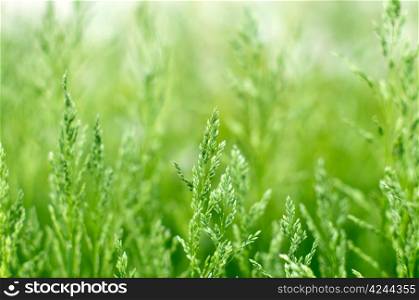 green grass a blurred background