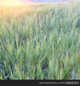 Green grass abstract background