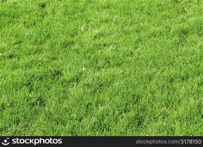 Green grass abstract background lawn spring summer