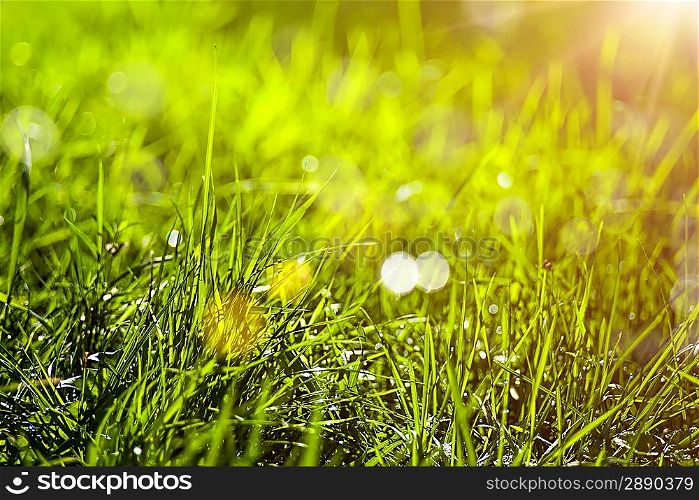 Green grass, abstract natural backgrounds
