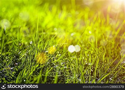 Green grass, abstract natural backgrounds