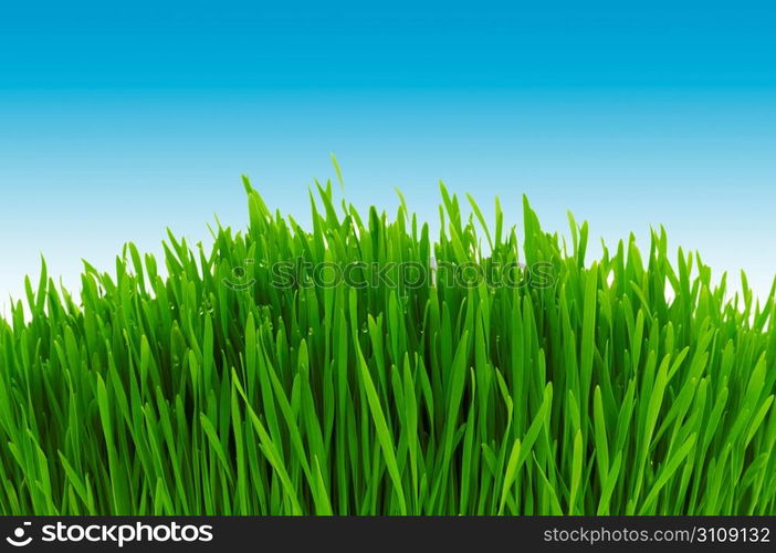 Green grass against blue sky