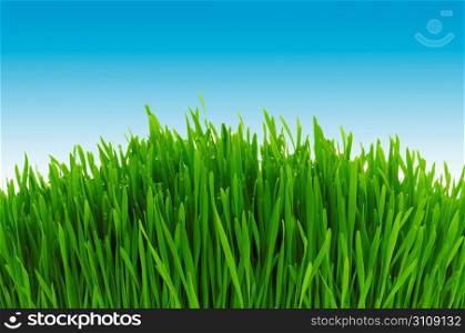 Green grass against blue sky