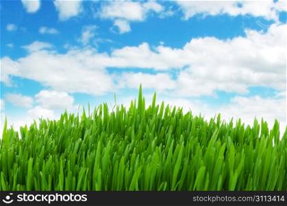 Green grass against blue sky