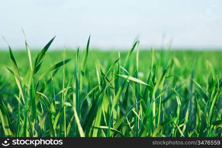 green grass against the blue sky