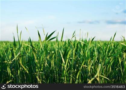 green grass against the blue sky