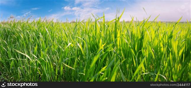 Green grass against the blue sky. Panorama. Selective focus. Green grass against blue sky
