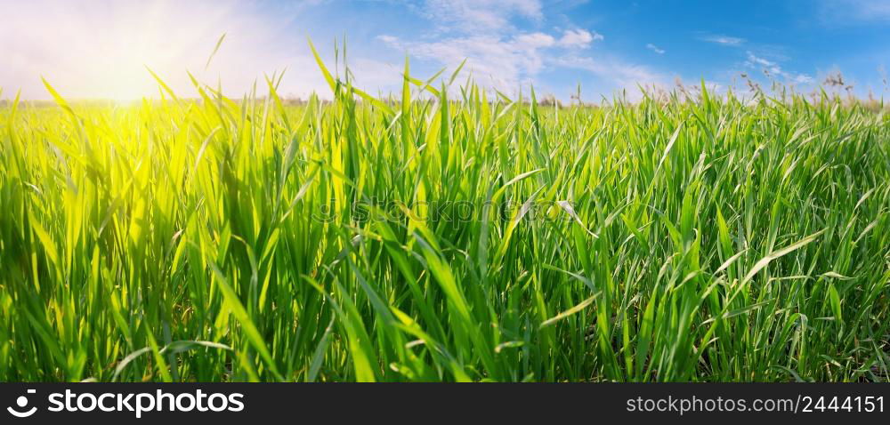 Green grass against the blue sky with bright sun. Panorama. Selective focus. Green grass against blue sky with bright sun