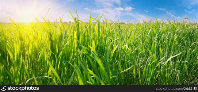 Green grass against the blue sky with bright sun. Panorama. Selective focus. Green grass against blue sky with bright sun