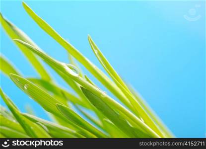 Green grass against the sky background