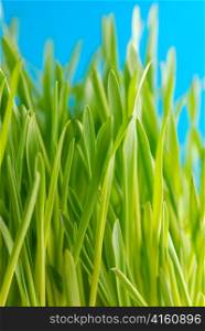 Green grass against the sky background