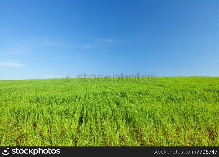 Green Grass and Blue Sky