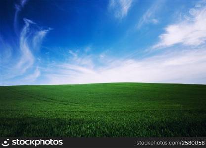 green grass and blue sky background