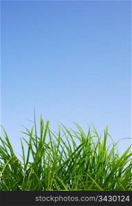 Green grass and blue sky. Green grass