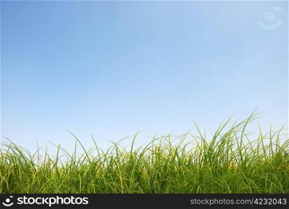 Green grass and blue sky. Green Grass