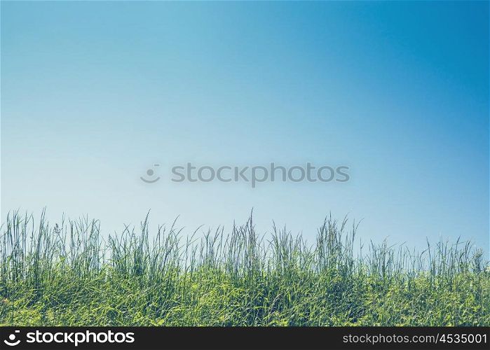 Green grass and blue sky in the summer