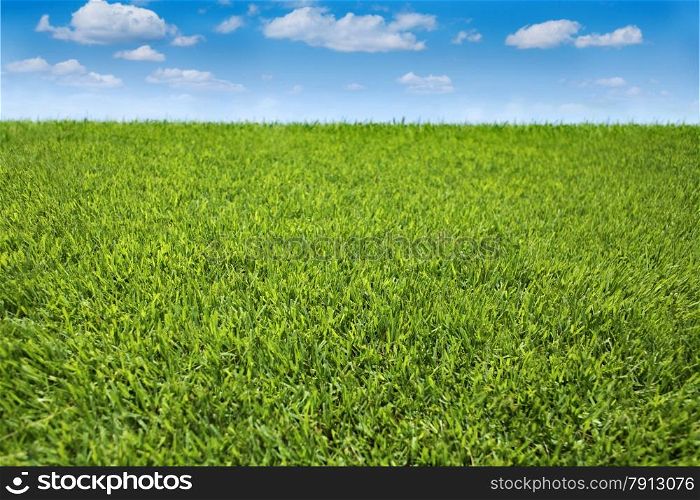 Green Grass and Blue Sky in the Summer Day