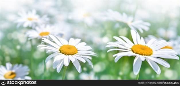 Green grass and chamomile in the meadow. Spring or summer nature scene with blooming white daisies in sun glare. Soft focus.. Green grass and chamomile in the meadow. Spring or summer nature scene with blooming white daisies in sun glare.
