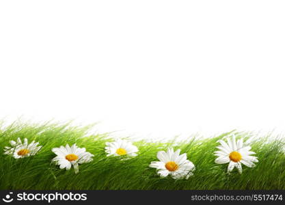 Green grass and chamomiles isolated on white background