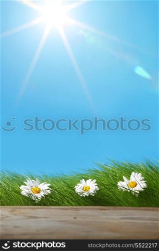 Green grass and chamomiles on blue sky background