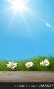 Green grass and chamomiles on blue sky background