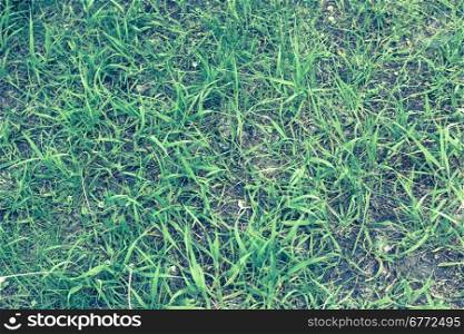 Green grass and earth view from above. Green grass and earth view from above. It can be used as texture
