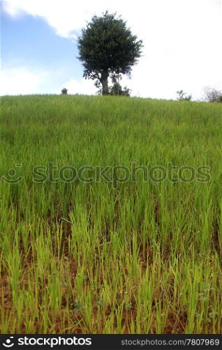 green grass and lonely tree in Shan sdtate, Myabnmar