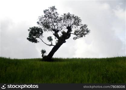 green grass and lonely tree in Shan sdtate, Myabnmar