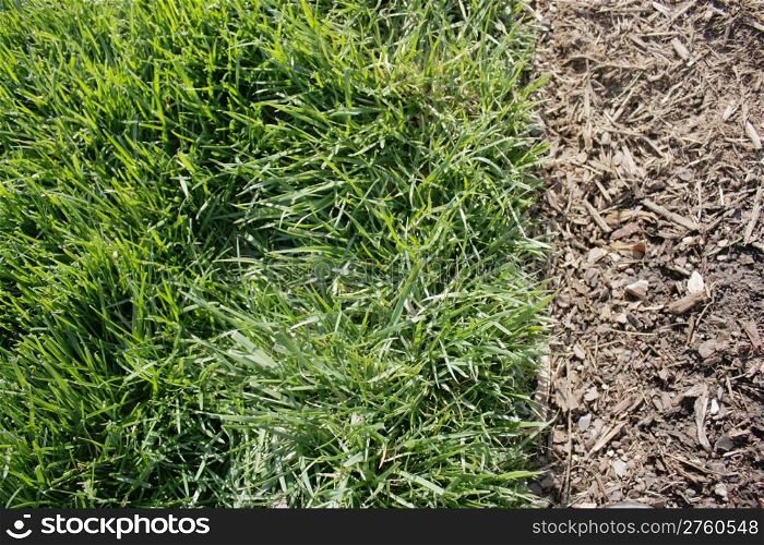 Green grass and mulch side by side showing contrast