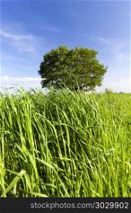 green grass and oak. green grass and tall oak tree with green foliage in the summer, landscape with blue sky in the nature