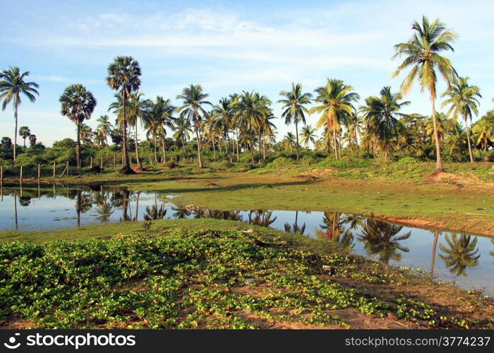 Green grass and palm trees near Nilaveli beach in Sri Lanka