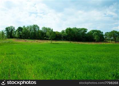 Green Grass and sky with clouds