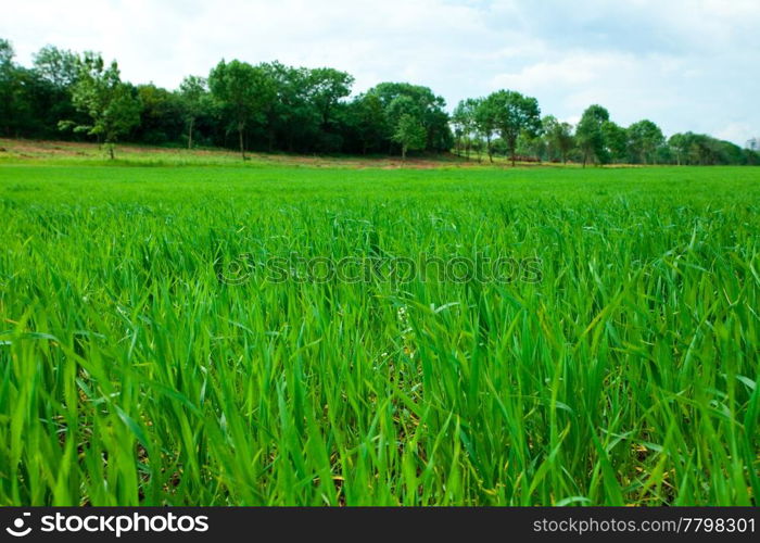 Green Grass and sky with clouds