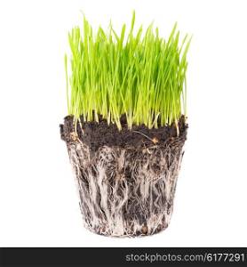 Green grass and soil from a pot with plant roots isolated on white background