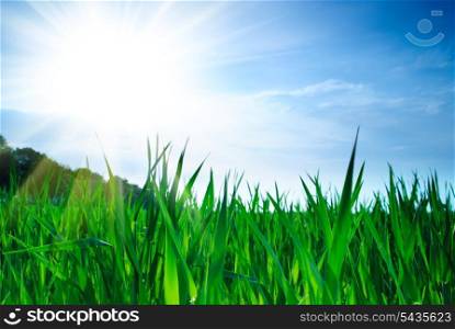 Green grass and sunshine on sky