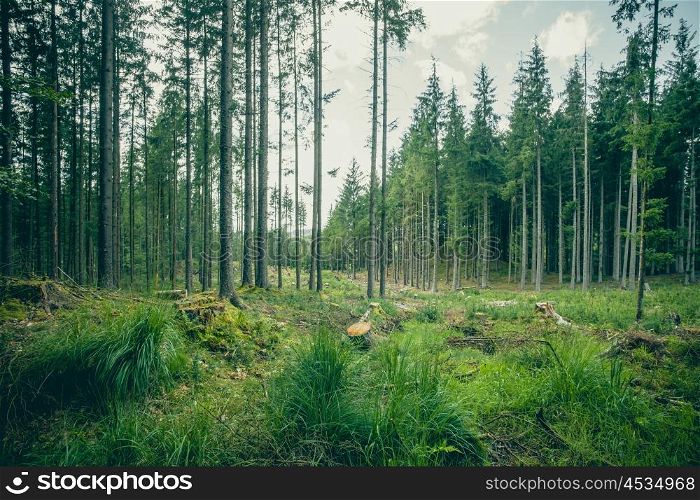 Green grass and tall trees in a forest in the summer