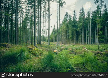 Green grass and tall trees in a forest in the summer