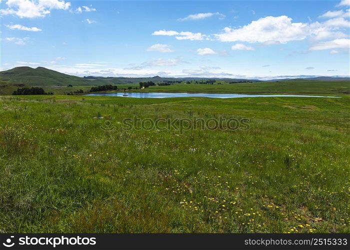 Green grass and yellow field flowers Drakensberg South Africa
