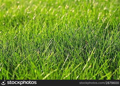 Green grass as a natural summer background