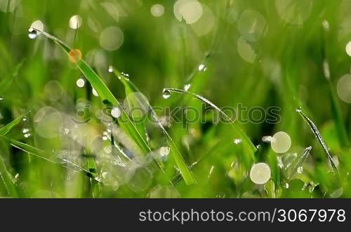 Green grass at the morning