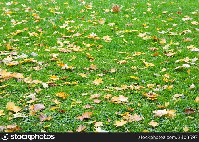 Green grass autumn background with abscised leafs