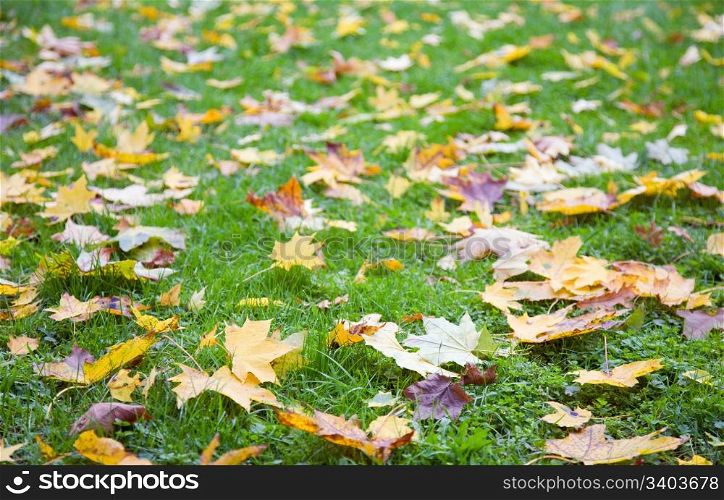 Green grass autumn background with abscised leafs