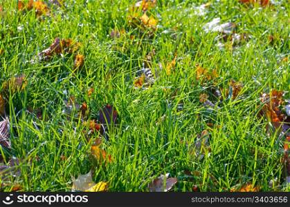 Green grass autumn background with abscissed leafs