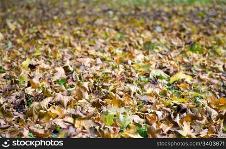 Green grass autumn background with abscissed leafs