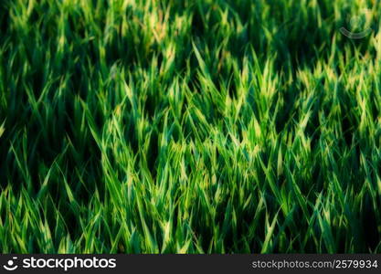 Green grass background